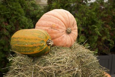 High angle view of pumpkins on field