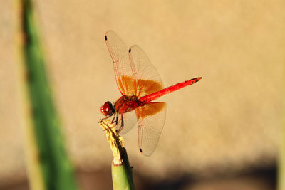 Close-up of dragonfly on twig