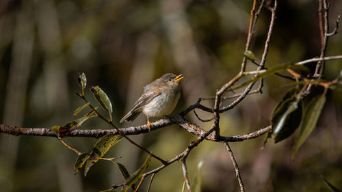 Close-up of bird perching on branch