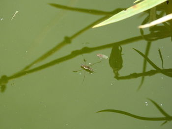 High angle view of insect on leaf