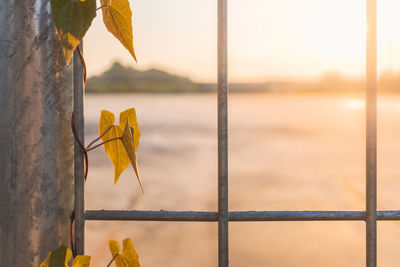 Close-up of yellow leaves on wood against sky during sunset