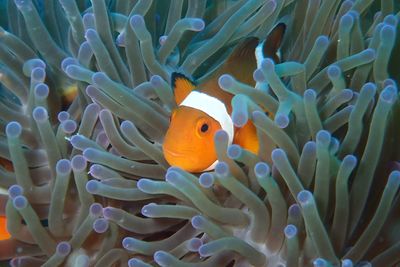 Close-up of clown fish in sea