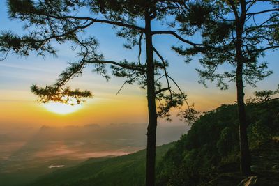 Trees on landscape against sky during sunset