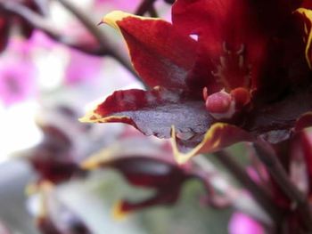 Close-up of flowers blooming outdoors