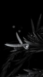 Close-up of wet flower at night