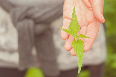 Close-up of hand holding plant