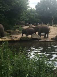 View of elephant in pond