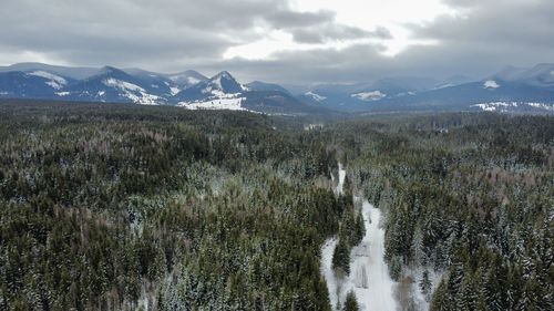 Mountains and pine forest in the winter