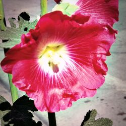 Close-up of pink hibiscus