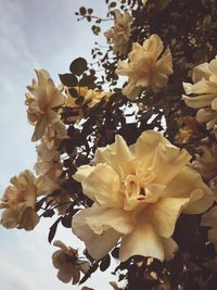 Close-up of flowers blooming outdoors