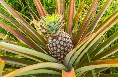 Close-up of fruits growing on plant