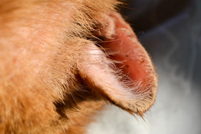 Red cat with a wounded ear after a fight with another cat