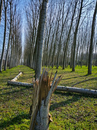 Trees growing in park