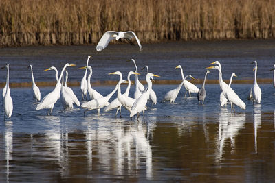 View of birds in lake