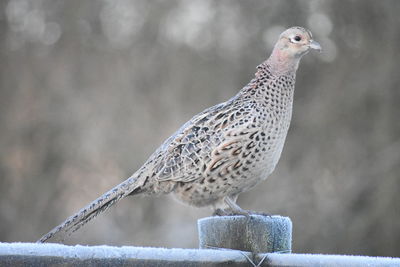 Close-up of bird perching on snow