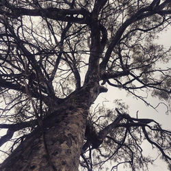 Low angle view of bare trees against sky