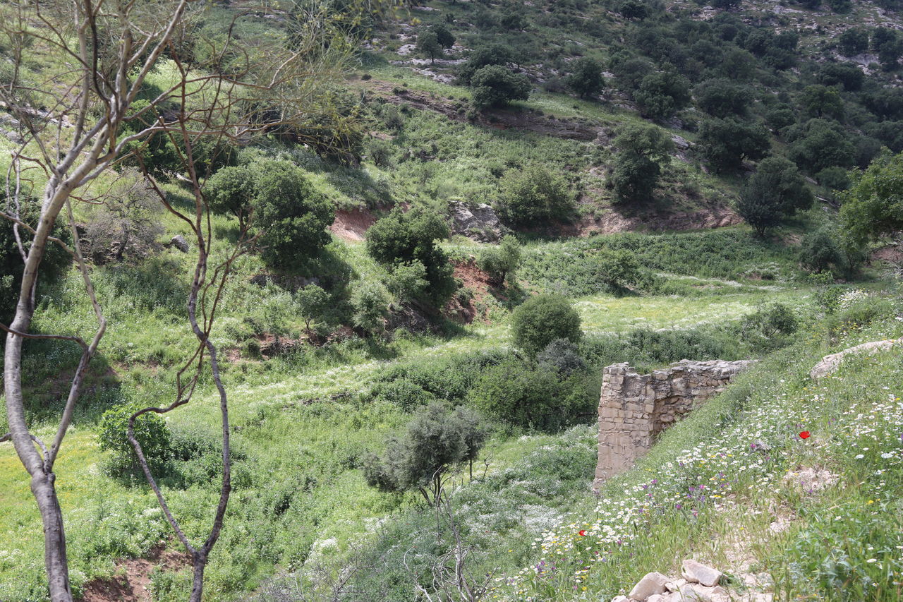 HIGH ANGLE VIEW OF TREES GROWING IN FIELD