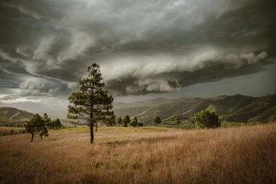 Scenic view of field against sky