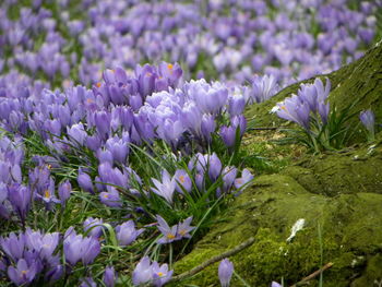 Close-up of purple flowering plants on field