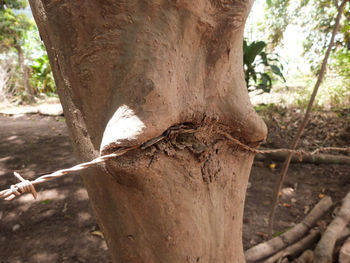 Close-up of tree trunk