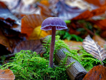 Close-up of mushroom growing on woodland floor