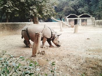 Side view of rhinoceros standing on field