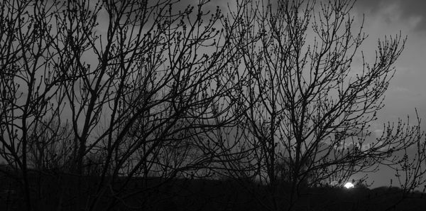 Low angle view of silhouette bare trees against sky at dusk