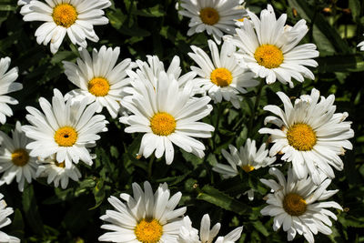 Close-up of white daisy flowers