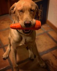 Close-up portrait of dog at home