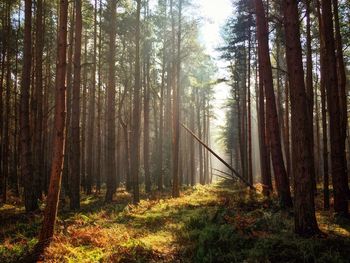 Trees growing in forest