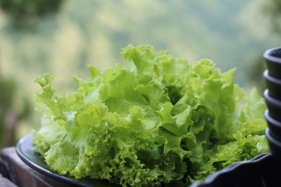 Close-up of lettuce on a plate