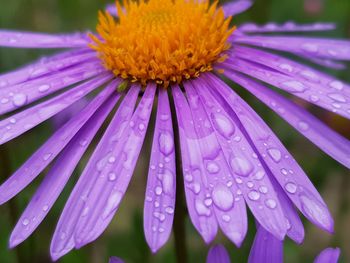 Close-up of wet purple flower