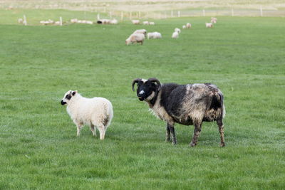 Dark faced icelandic ewe with irate expression and white lamb standing in grass