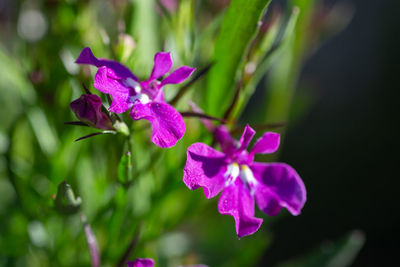 Close-up of pink flowering plant