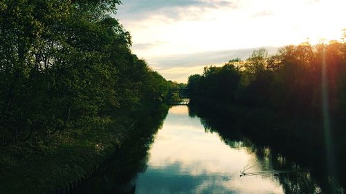 Reflection of trees in water