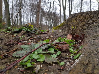 Close-up of moss growing on tree trunk