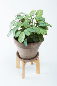 Close-up of potted plant on table against white background