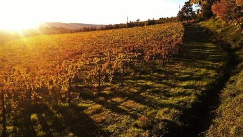 View of vineyard against sky