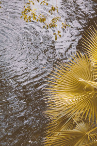 Full frame shot of palm leaf in water