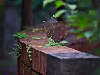 Close-up of plant on wood in field