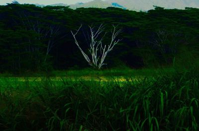 Plants growing on field