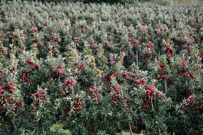 Red flowering plants on field