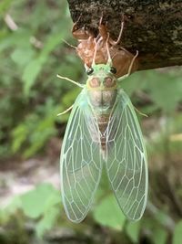 Close-up of insect on leaf