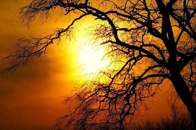 Silhouette of trees at sunset