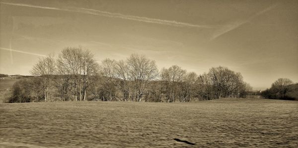 Bare trees on field against sky