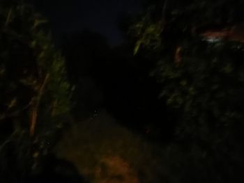 Close-up of tree at night