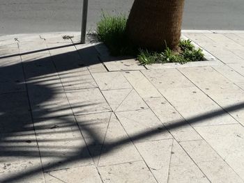 High angle view of shadow on plant