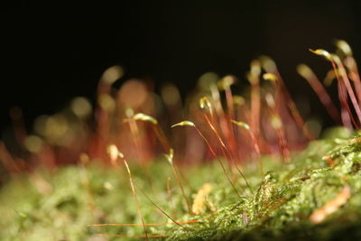 Close-up of grass on field at night