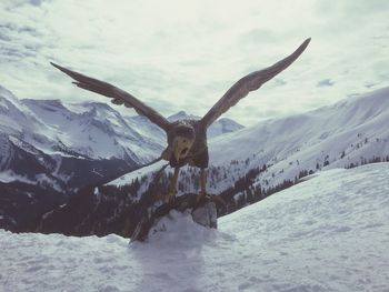 Eagle on snow covered land against sky