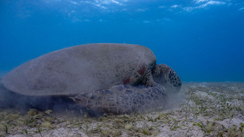 Fish swimming in sea
